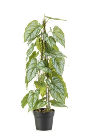 Anthurium On Stem In Pot 80cm-0