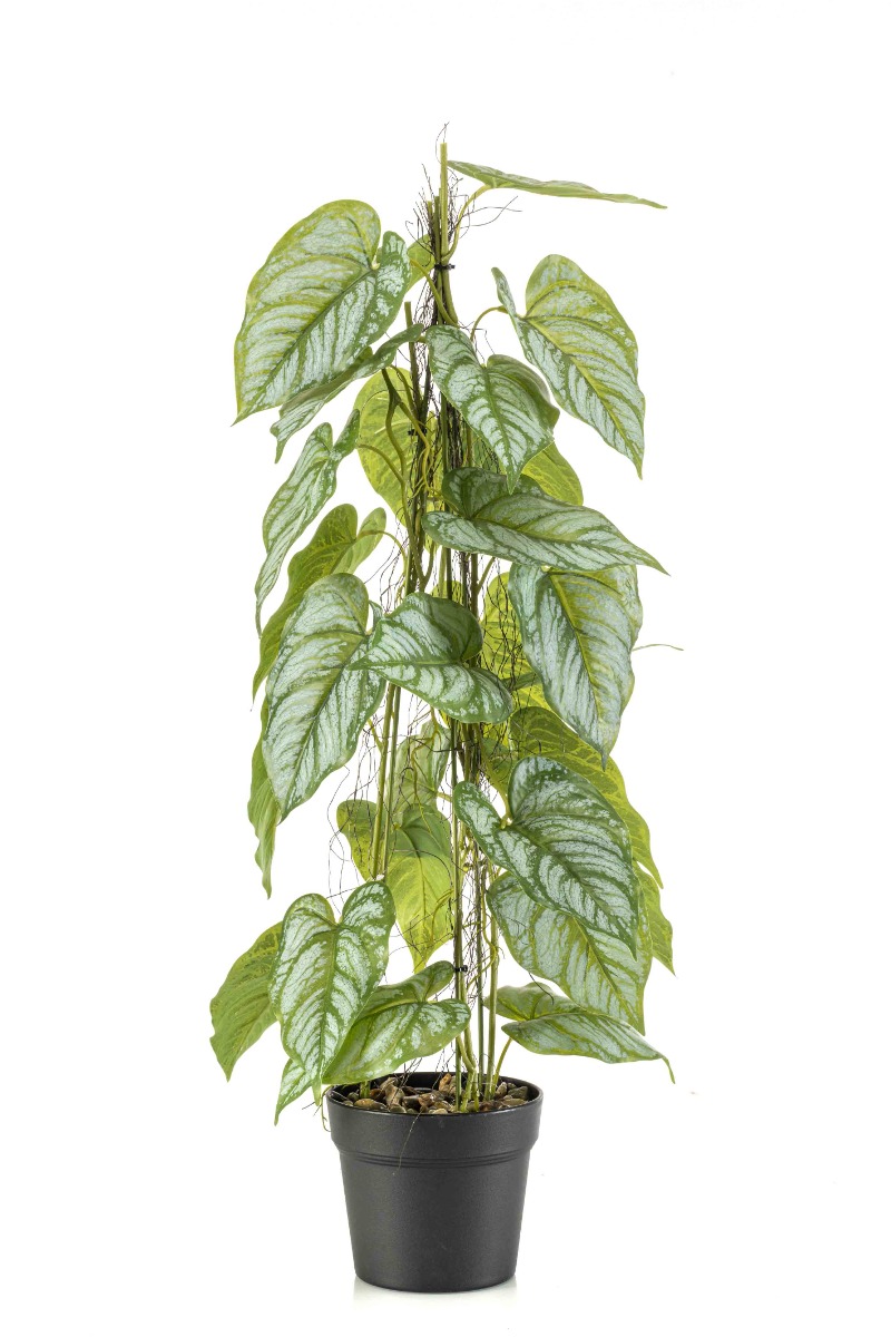 Anthurium On Stem In Pot 80cm-0