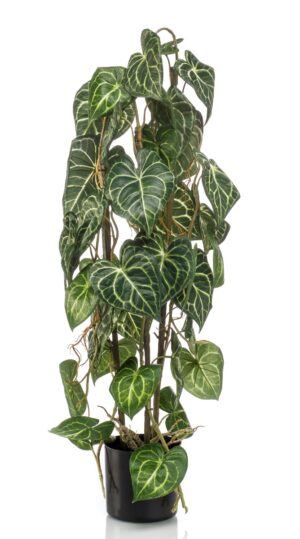 Anthurium 3 Stems In Pot 75cm-0