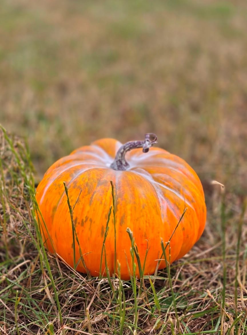 Artificial Pumpkin – Green/Orange (23cm diameter)