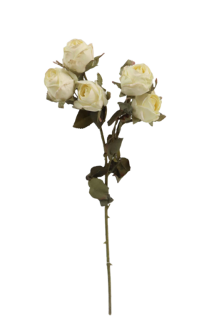 Artificial Dry Rose Bush - Ivory (43cm long with 5 heads)-0
