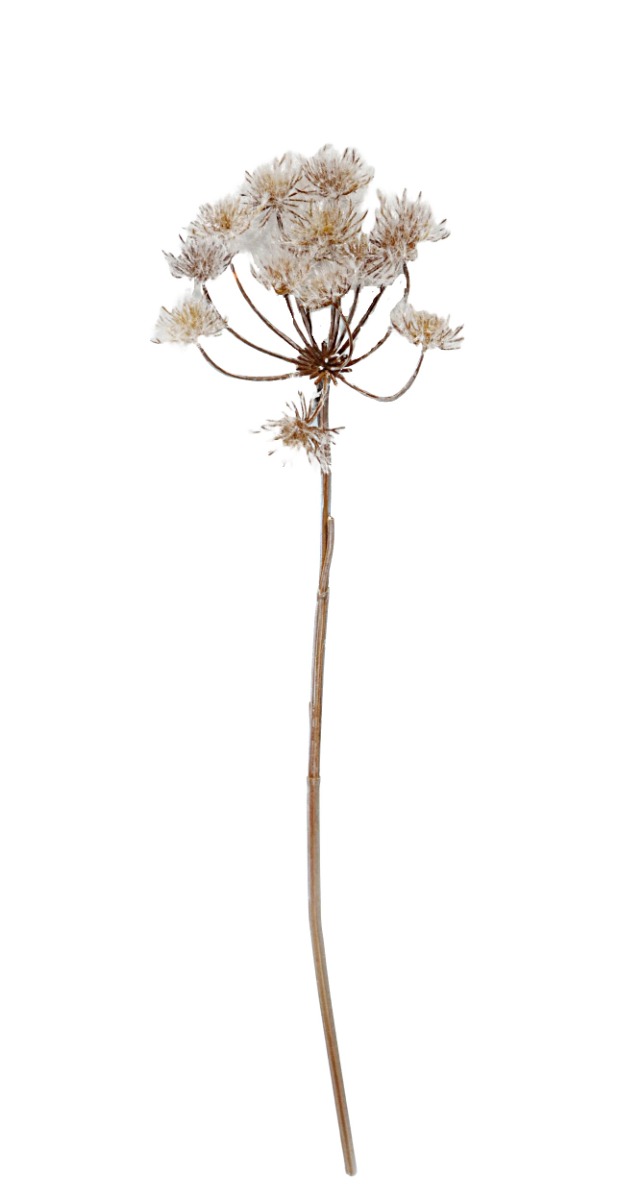 Frosty Cow Parsley - White/Brown (98cm long)