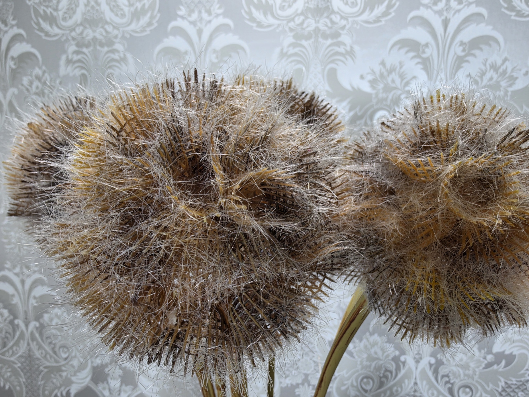Artificial Frosted Scabiosa Pod – White/Brown (84cm long)