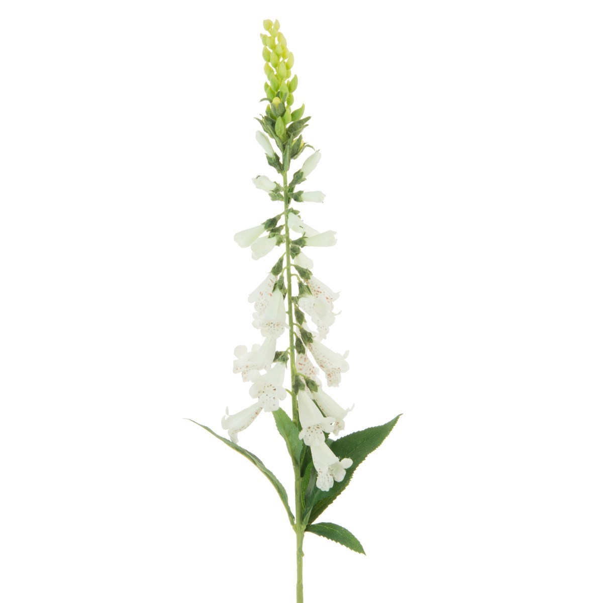Foxglove Stem 97cm White-0