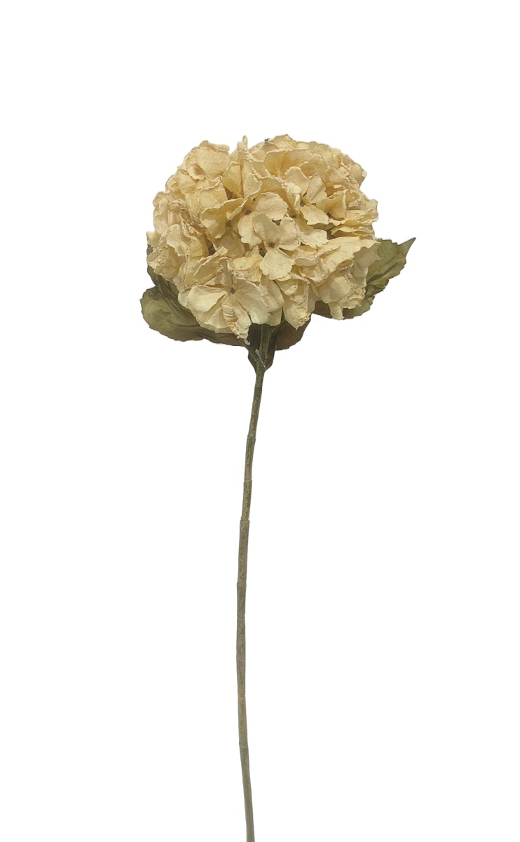 Dry Look Hydrangea - Cream/Beige (25cm diameter, 80cm long)