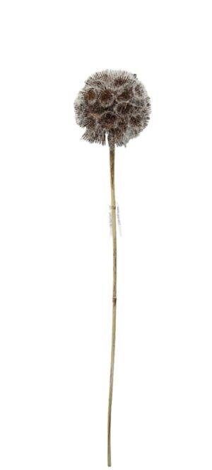 Artificial Frosted Scabiosa Pod - White/Brown (84cm long)-0