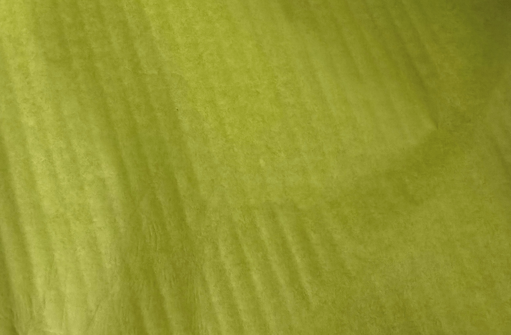 Tissue Paper 50 x 75cm x 100 Sheets Lime-0