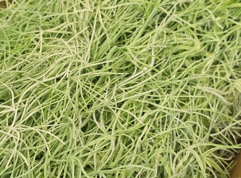 Artificial Tillandsia 120cm Light Green-27220