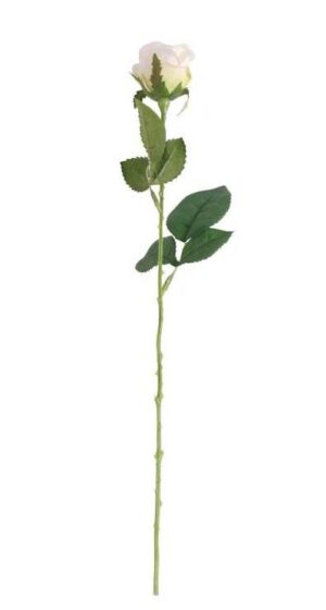 Buckingham Rose White-0