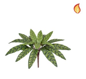 Plants Peacock Bush 37cm FR-0