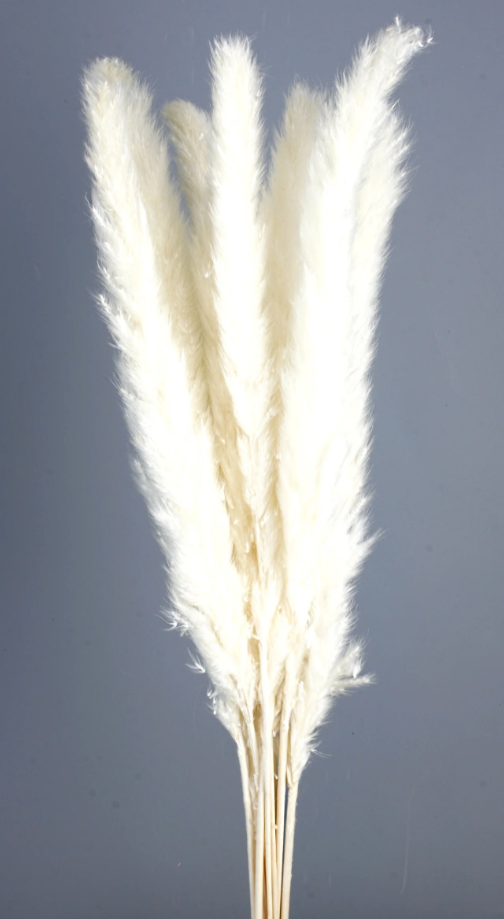 Pluma Decorativa White x 20 Stems-0