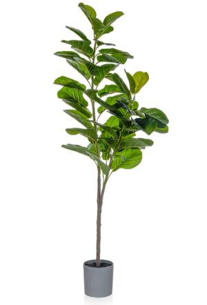 Fiddle Tree In Grey Pot 150cm