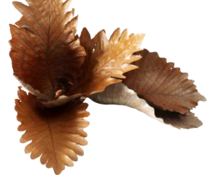 Caban Leaves Natural x 5pcs App 25 - 35cm-0