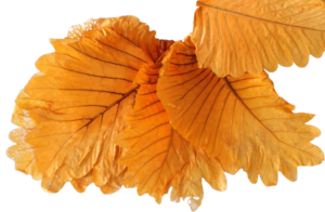 Caban Leaves Orange x 5ps App 25 - 35cm-0