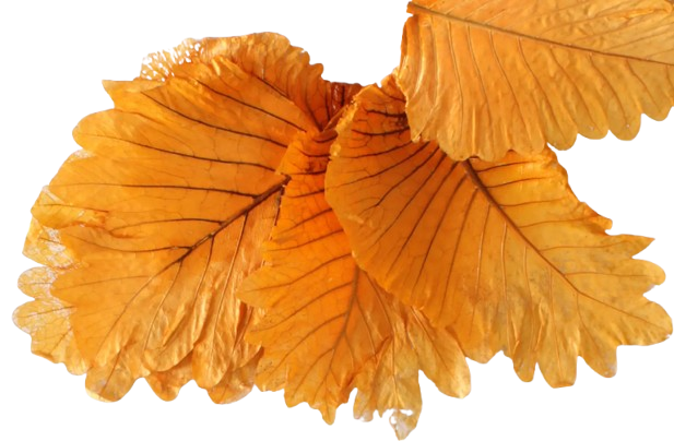 Caban Leaves Orange x 5ps App 25 - 35cm-0