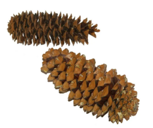 Sugar Pine Cone Approximately 20 - 30cm