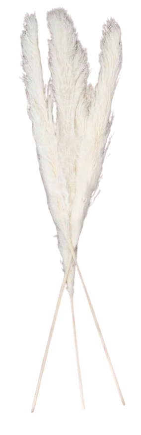 Pampas Grass Bleached x 3 Stems