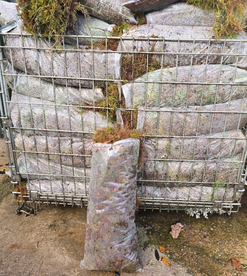 Fresh Moss - Please read additional information.-0