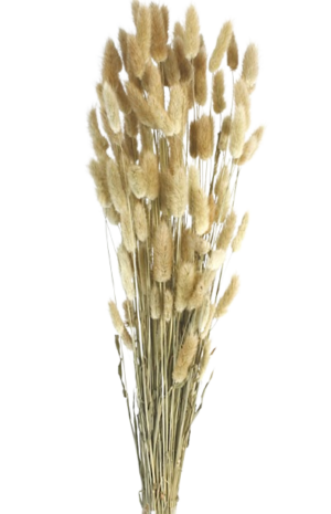 Lagarus/Bunny Tails Natural App 80g (011.01)-0