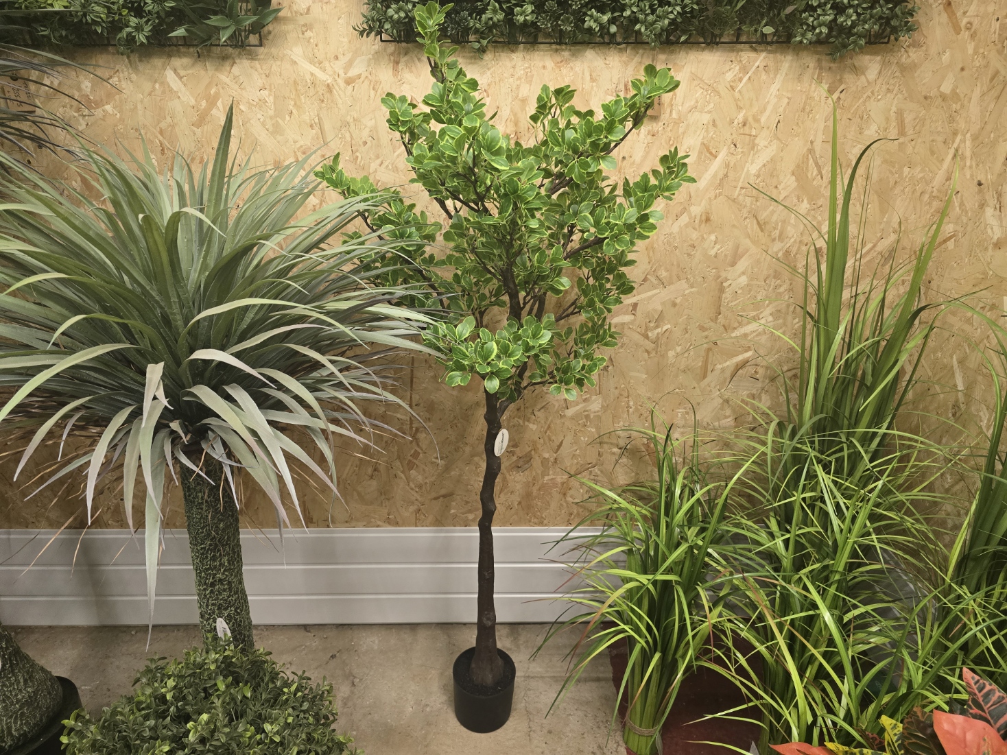 Artificial Real Touch Pittosporum Tree 150cm