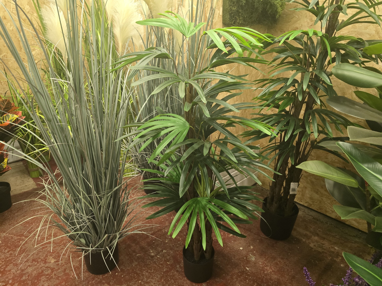 Rhapis Excelsa Tree 120cm