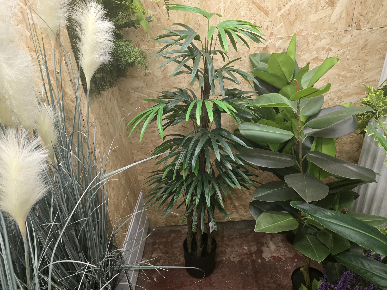 Rhapis Excelsa Tree 150cm