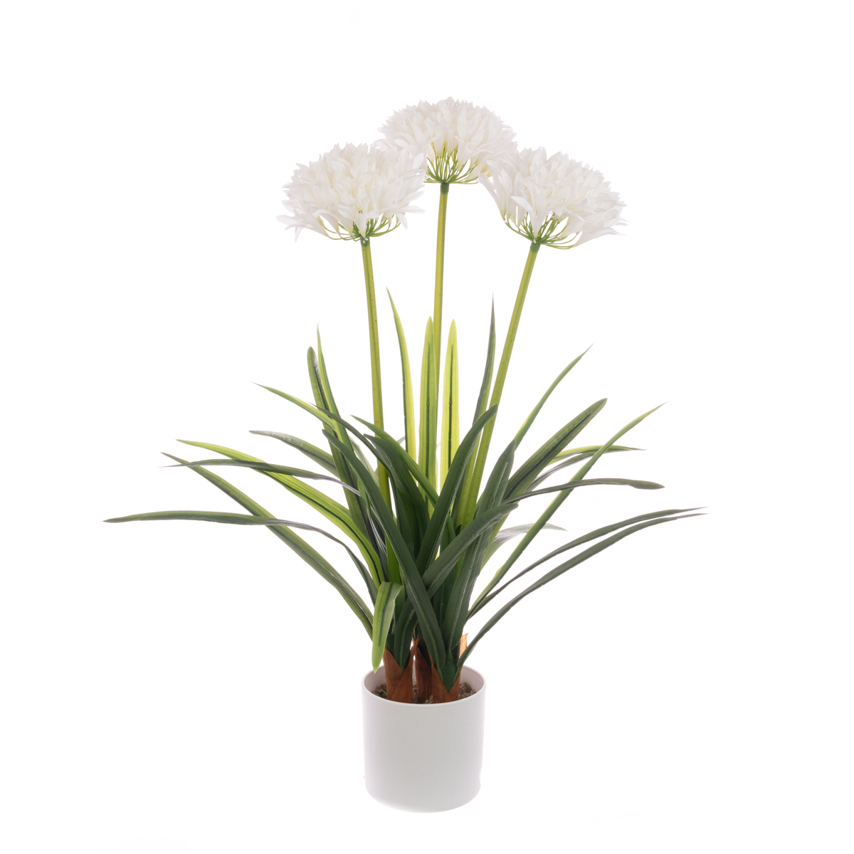 Agapanthus In Pot 80cm White-0