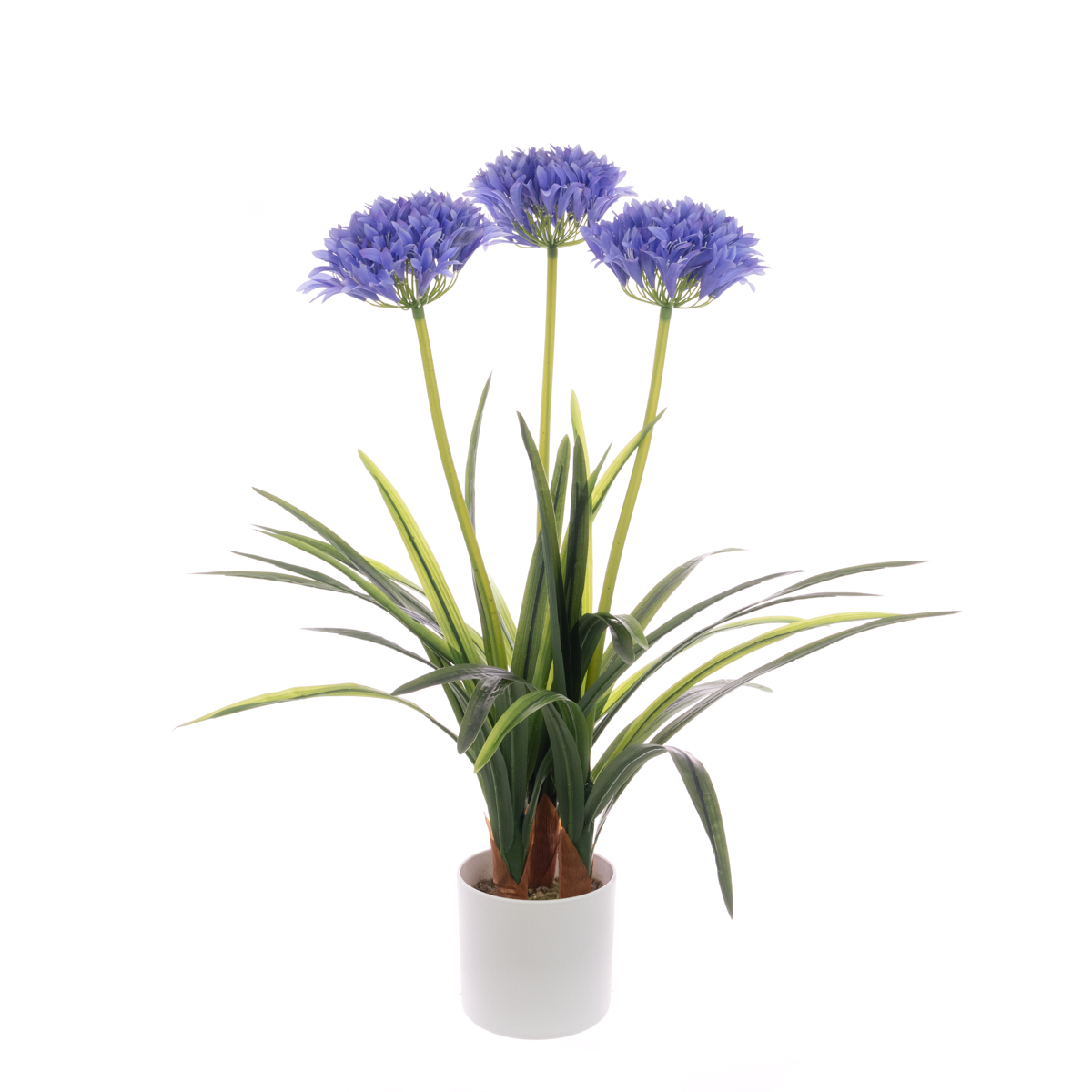 Agapanthus In Pot 80cm Purple/Blue