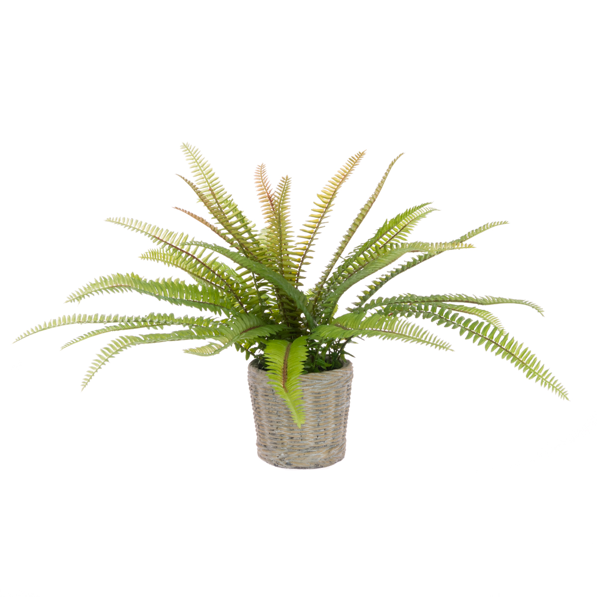Fern In Ceramic Basket Pot 30cm-0