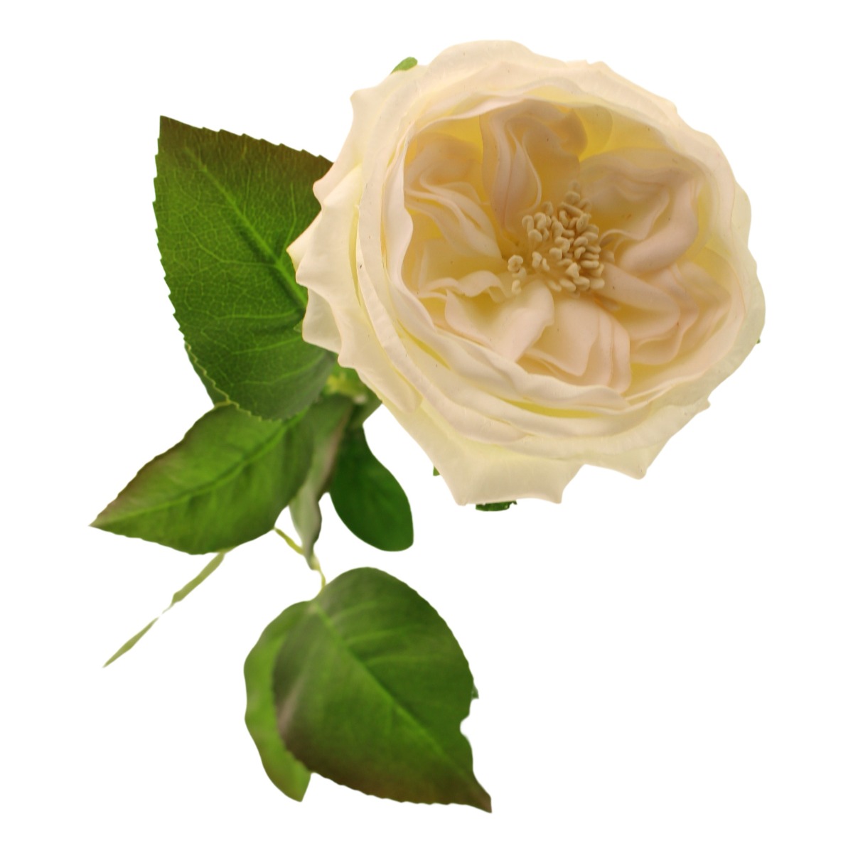 60cm Provence Rose Single Cream/Blush-0