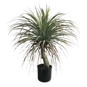 Artificial Yucca Tree Green 80cm-0