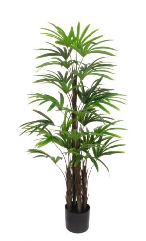 Rhapis Excelsa Tree 120cm