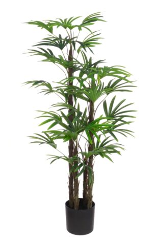 Rhapis Excelsa Tree 150cm-0