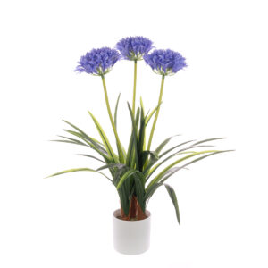Agapanthus In Pot 80cm Purple/Blue