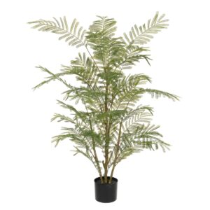 Acacia Plant In Pot 135cm-0