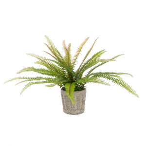Fern In Ceramic Basket Pot 30cm-0