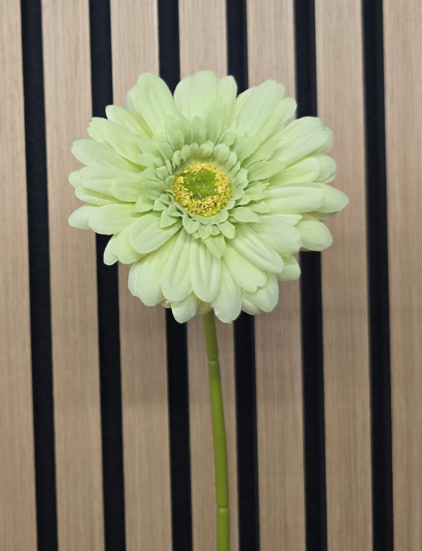 Single Gerbera 72cm Green