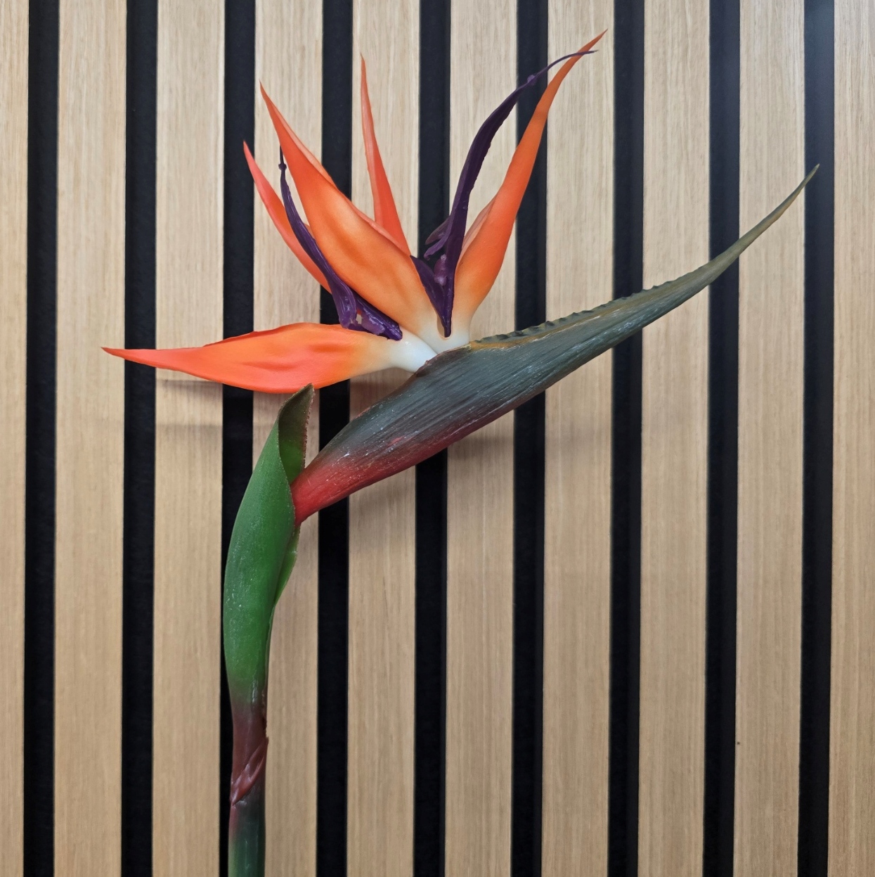 Bird Of Paradise (Strelitzia) 85cm
