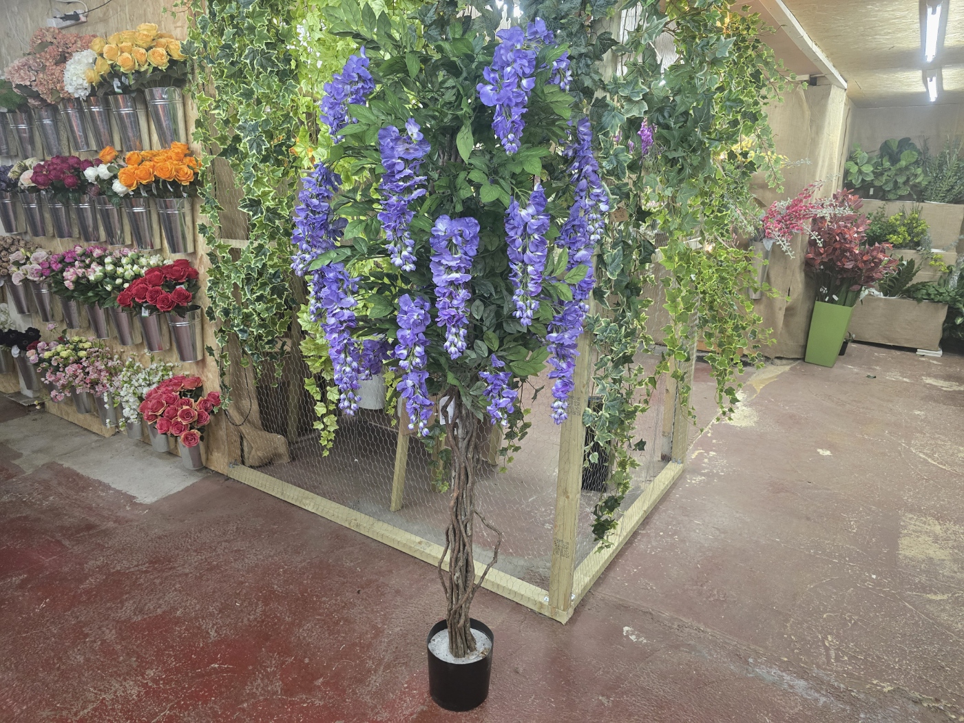 Flowering Wisteria Tree Purple 160cm