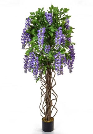 Flowering Wisteria Tree Purple 160cm-0