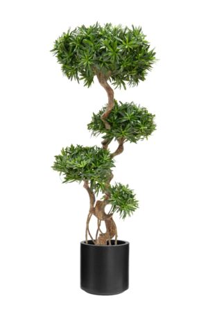 Podocarpus 160cm In Black Stockholm Pot-0