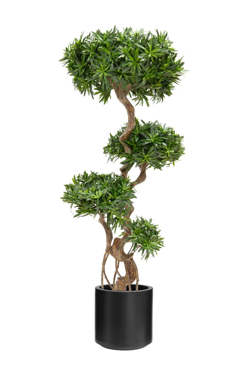 Podocarpus 160cm In Black Stockholm Pot-0