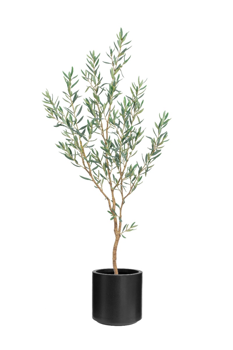 Olive Tree 180cm In Black Stockholm Pot