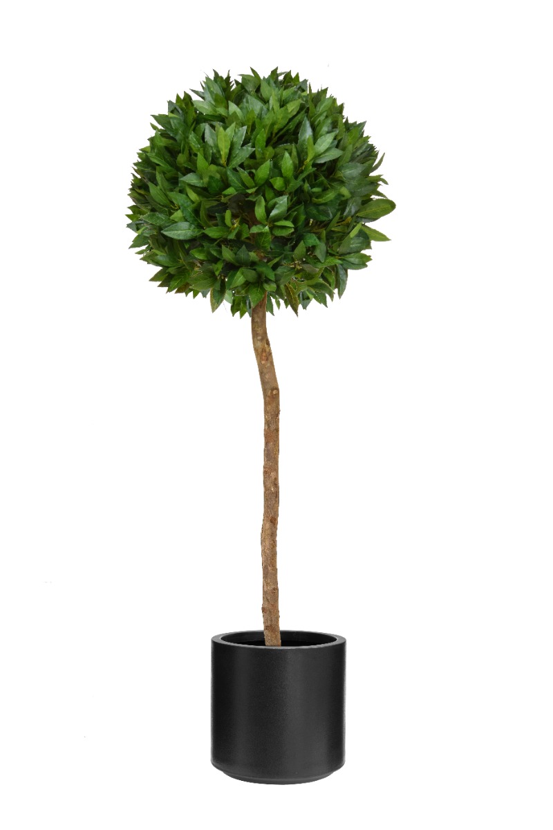 Bay Laurel 180cm In Black Stockholm Pot-0