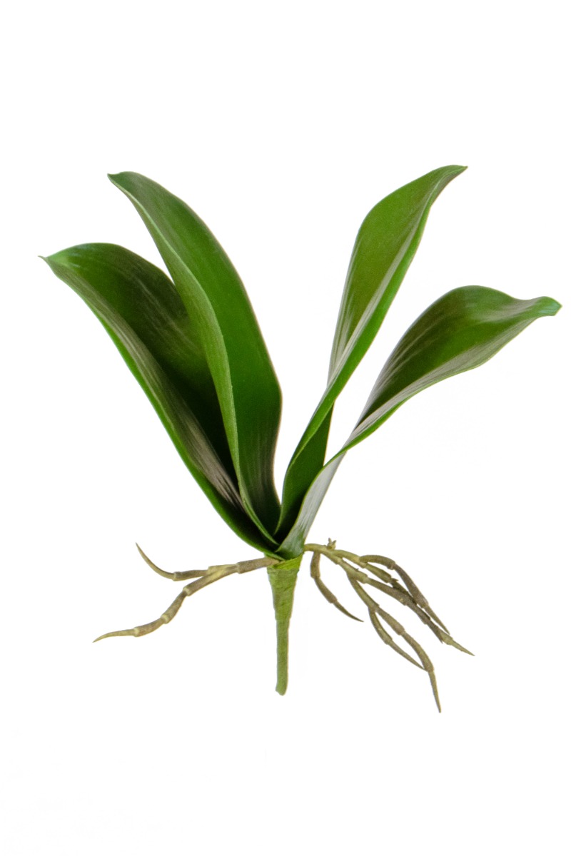 Phalaenopsis Leaf Plant 27cm-0