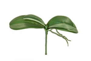 Phalaenopsis Leaf Plant 24cm