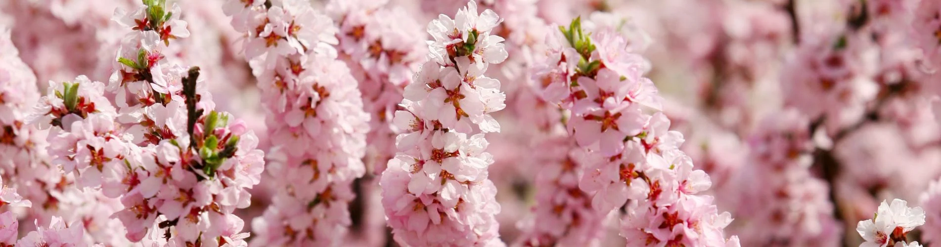 Artificial blossom branches in bloom