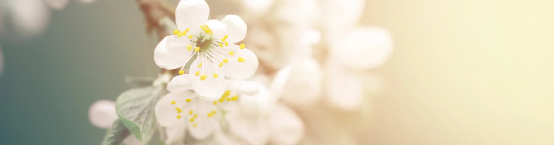 White artificial flower stems