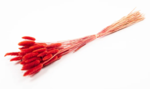 Lagarus/Bunny Tails Red 50g