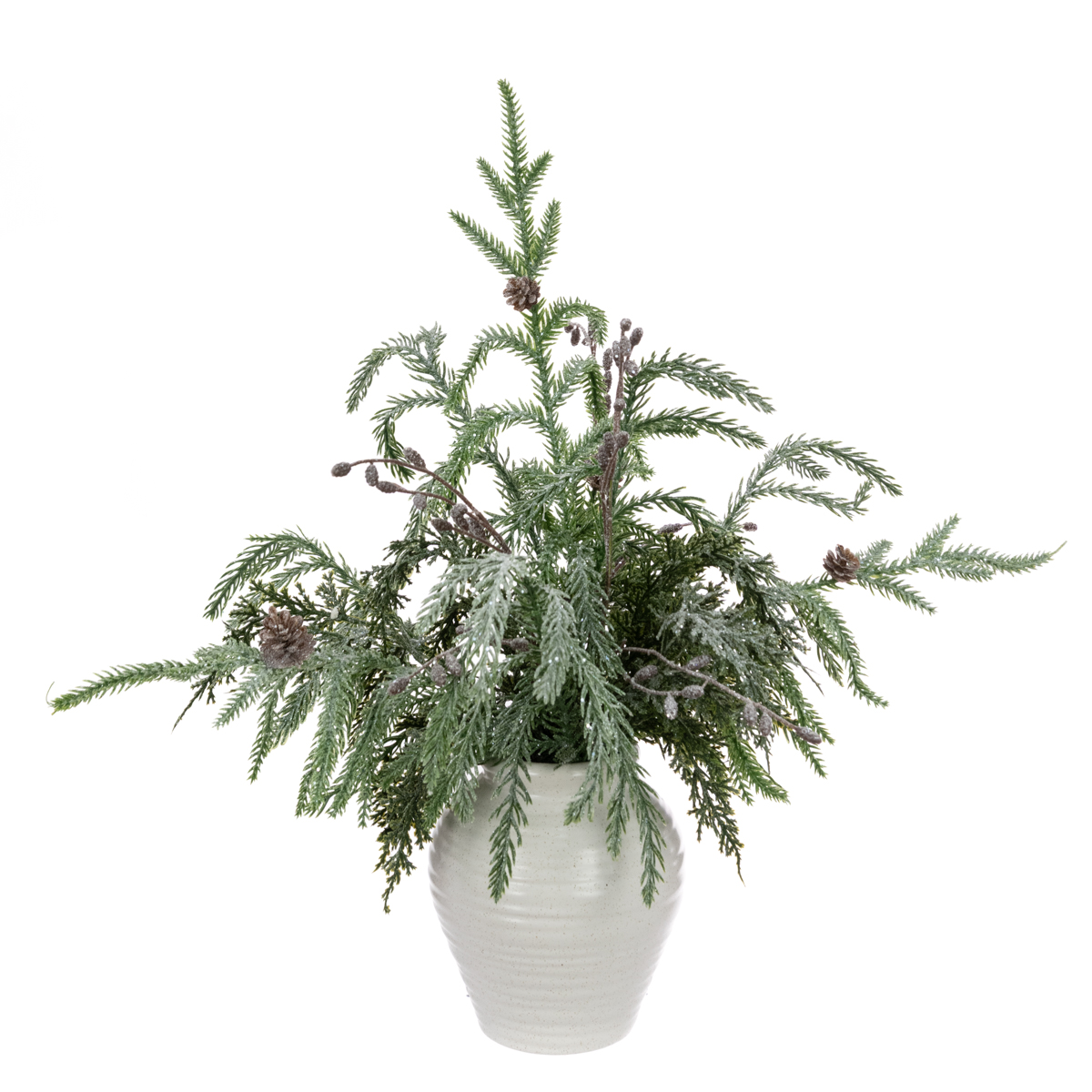 Sparkle Pine In Pot 45cm
